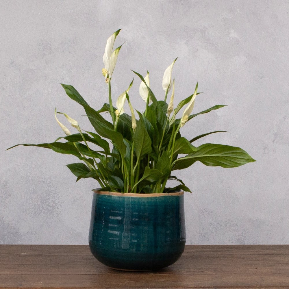 Crackle glaze plant pot - teal