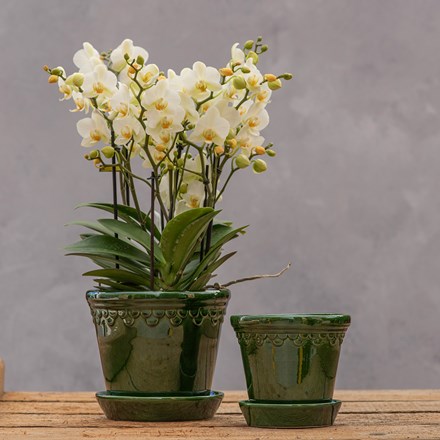 Bergs scalloped tapered plant pot & saucer - dark green