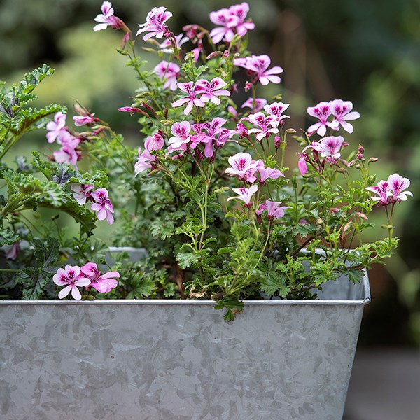 Galvanised metal window trough
