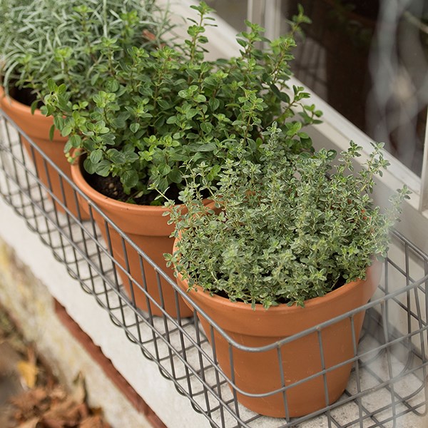 Pot window basket