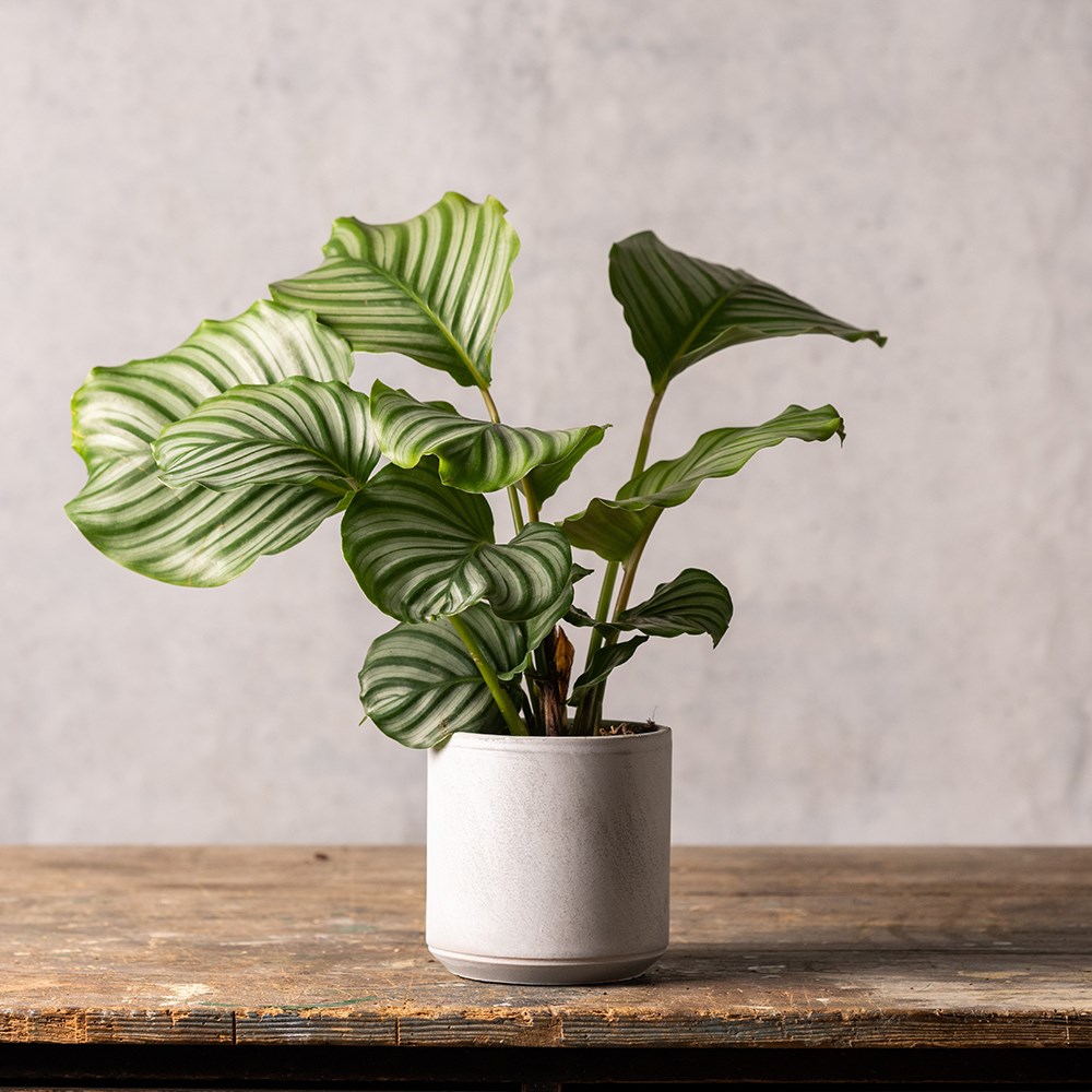 Ceramic plant pot - cement grey