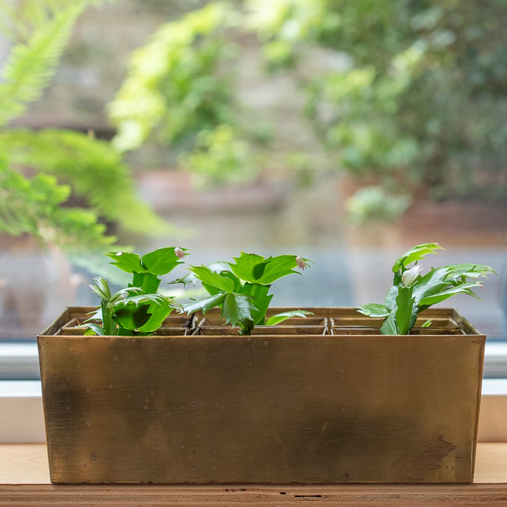 Brass tray with 6 brass grow pods