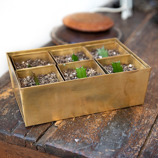 Brass tray with 6 brass grow pods