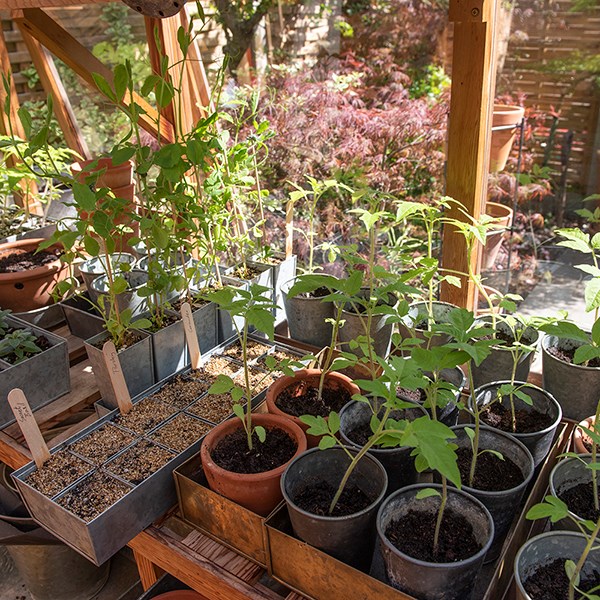 Galvanised metal tray with 12 grow pods