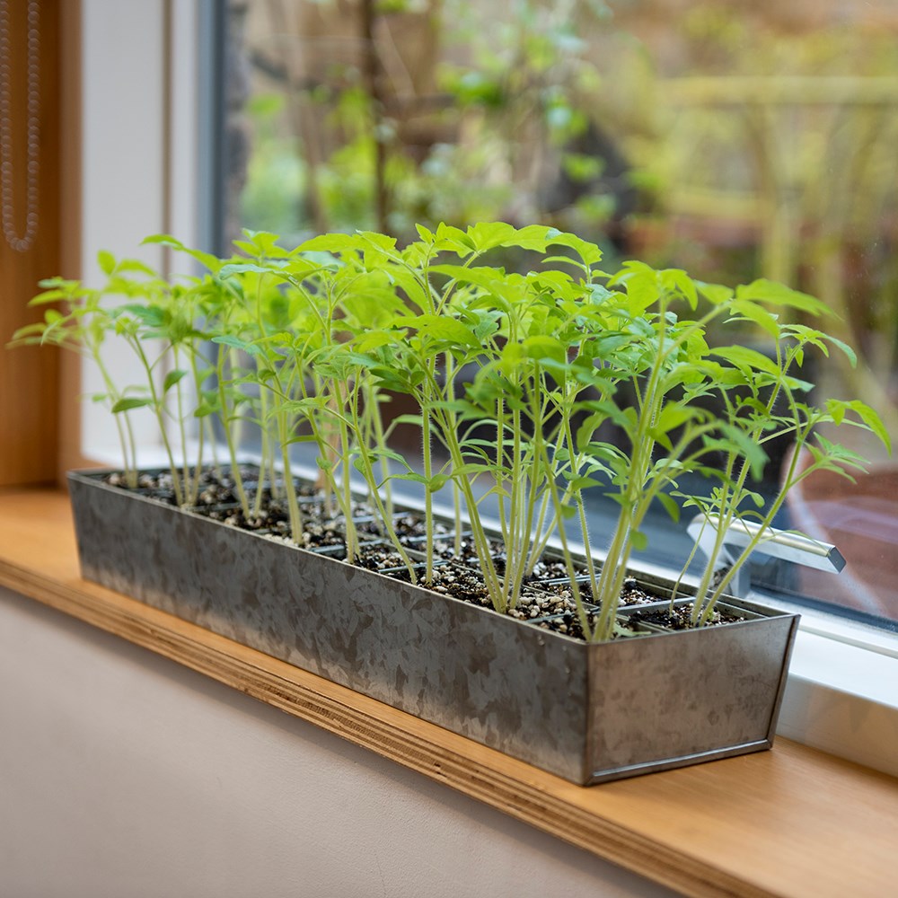Galvanised metal tray with 16 grow pods