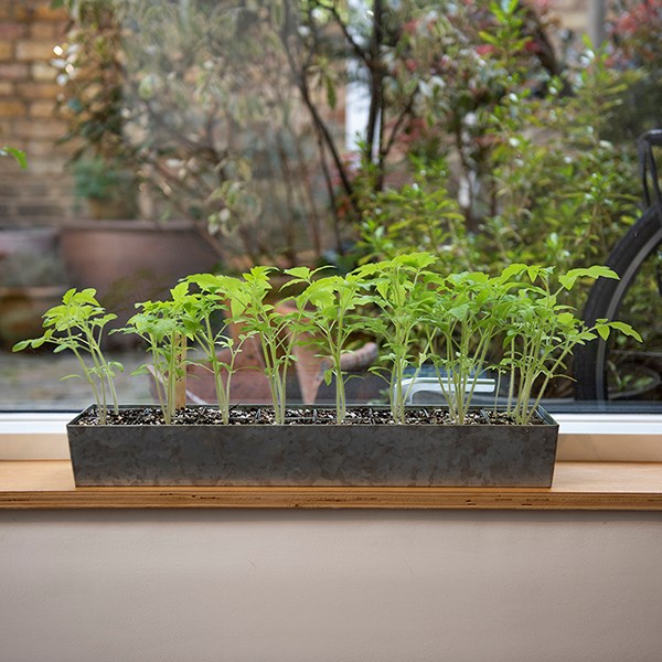 Galvanised metal tray with 16 grow pods