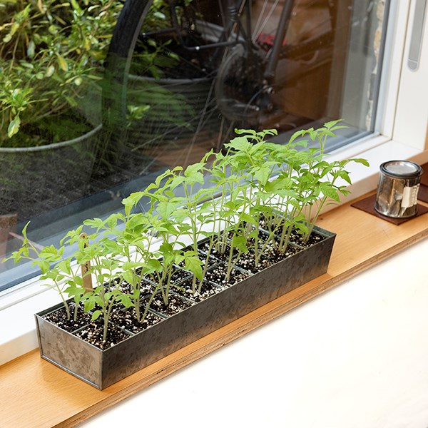 Galvanised metal tray with 16 grow pods