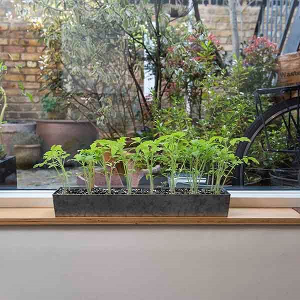 Galvanised metal tray with 16 grow pods
