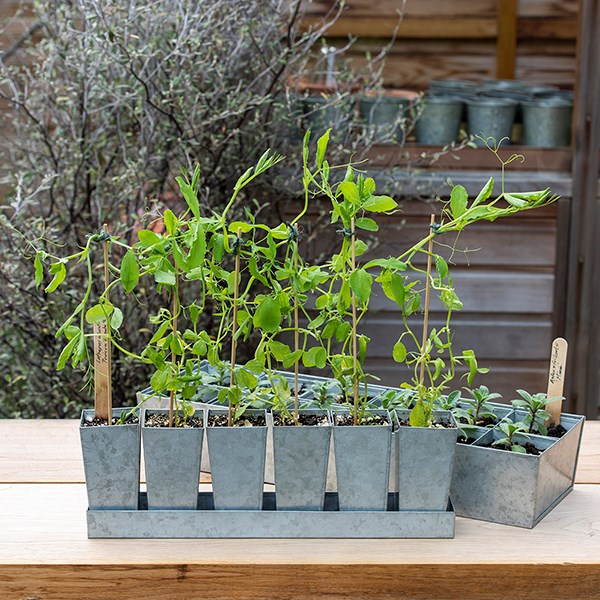 Galvanised metal tray with 6 tall root trainer pods