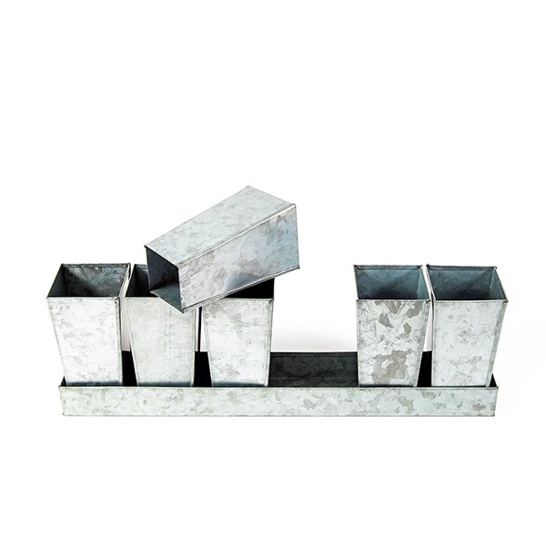 Galvanised metal tray with 6 tall root trainer pods