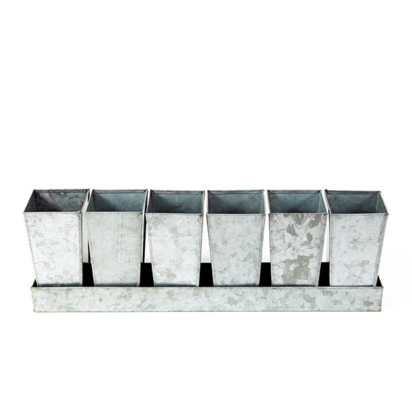 Galvanised metal tray with 6 tall root trainer pods