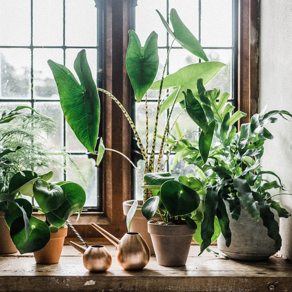Copper watering hogs