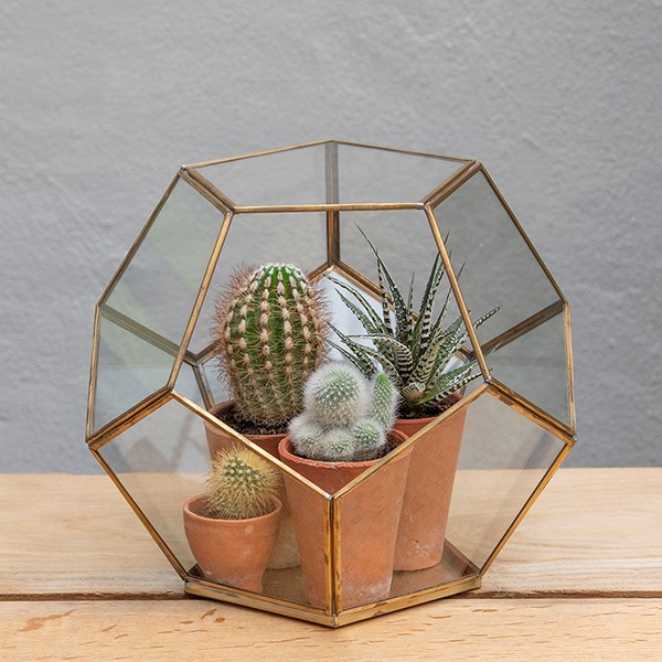 Pentagon terrarium with tray base
