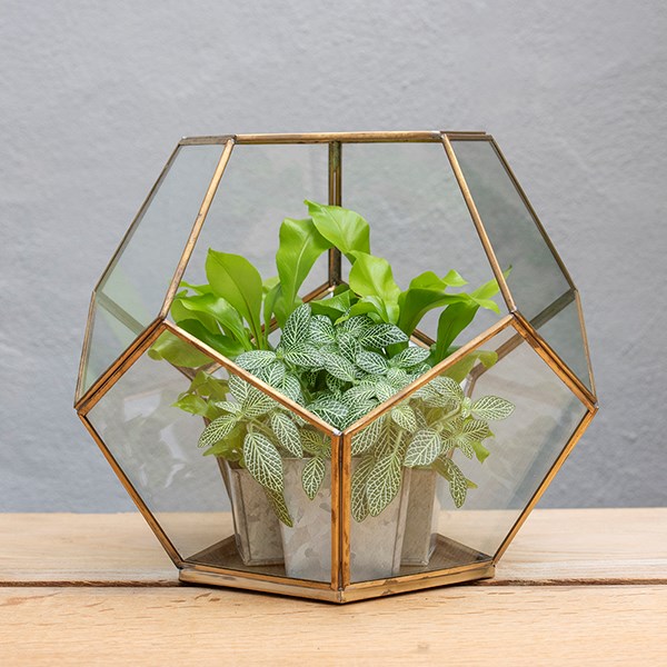 Pentagon terrarium with tray base
