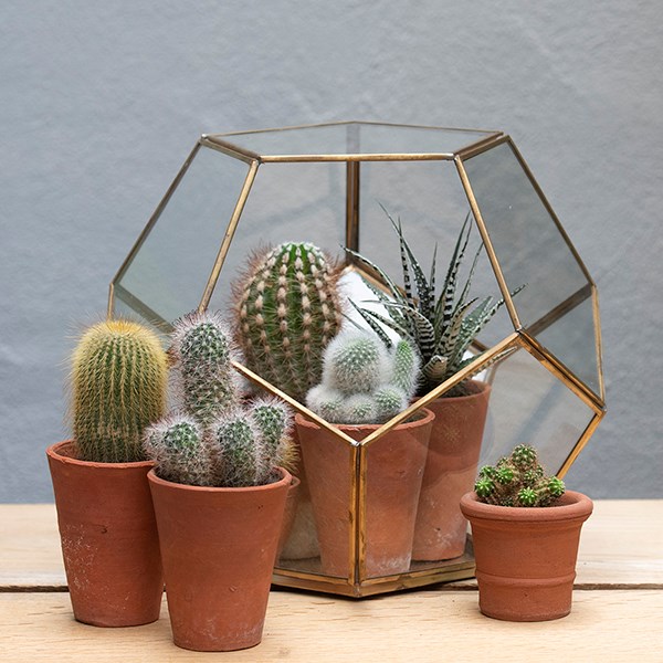 Pentagon terrarium with tray base