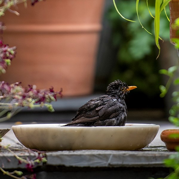 Turned white marble bird bowl
