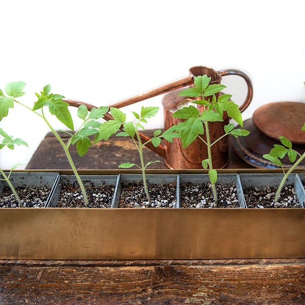 Brass windowsill tray with 6 grow pods