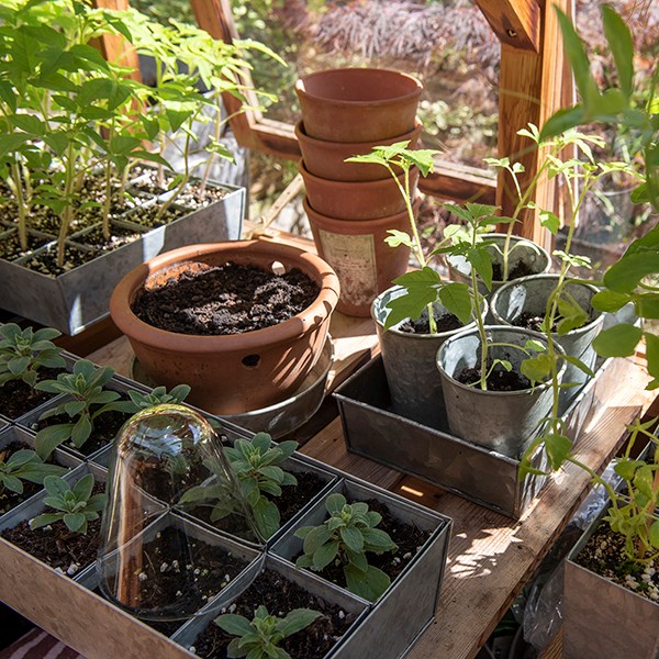 Galvanised metal tray with 12 large grow pods