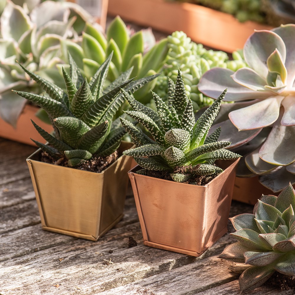 Copper pots - set of 6