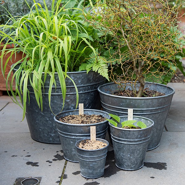 Ringed galvanised grow pot