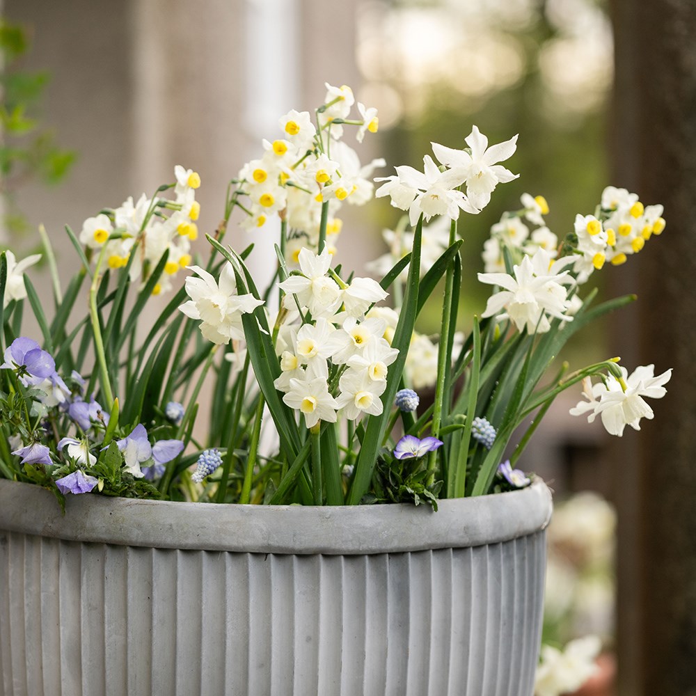Oval dolly pot - aged zinc