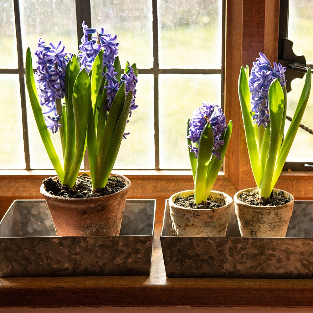 Grow trays landscape - set of 3