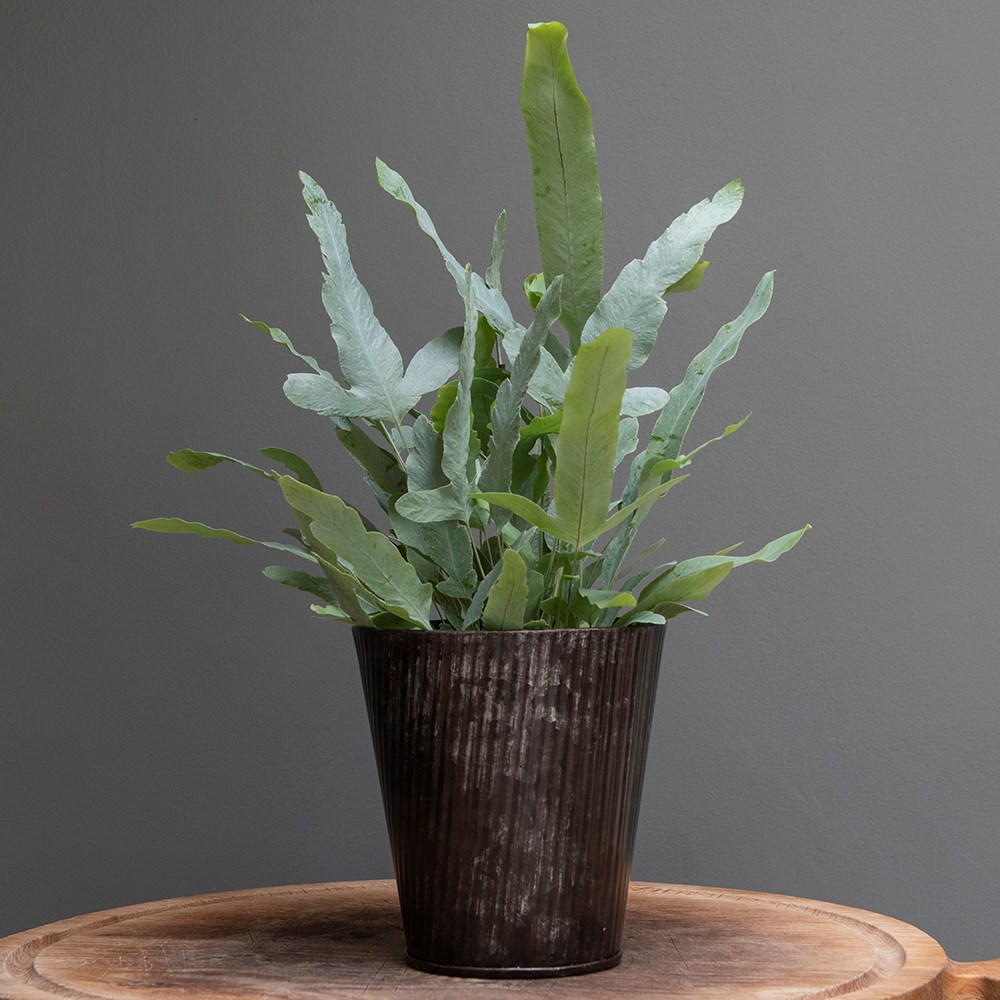 Herringbone zinc metal pot