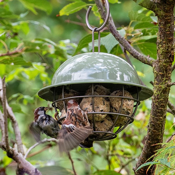 Hanging dome fat snax bird feeder - Crocus green