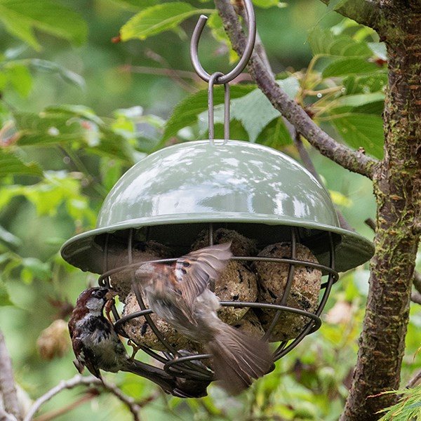 Hanging dome fat snax bird feeder - Crocus green