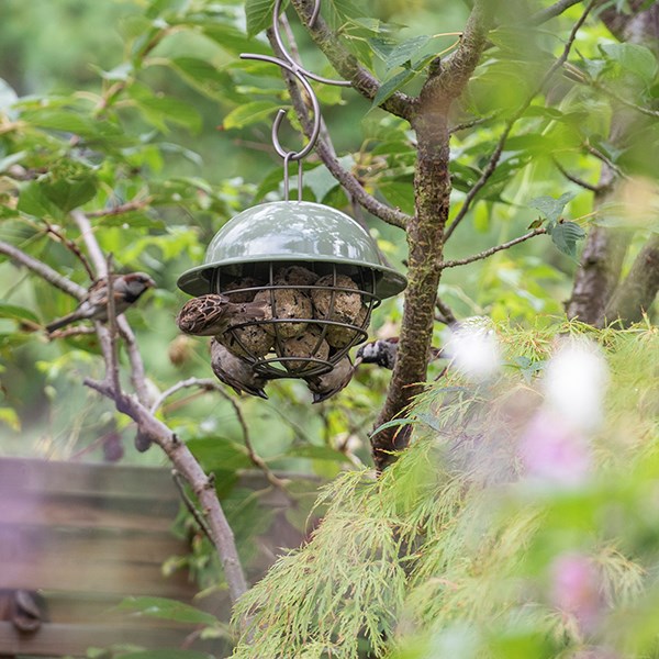 Hanging dome fat snax bird feeder - Crocus green