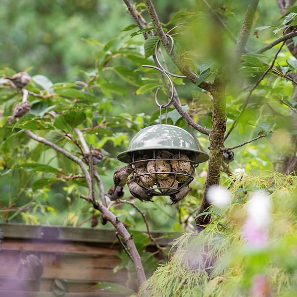 Hanging dome fat snax bird feeder - Crocus green