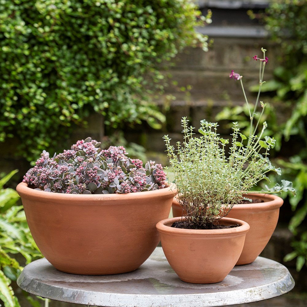 Terracotta plant bowl