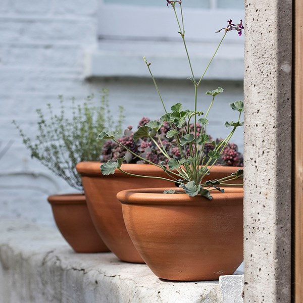 Terracotta plant bowl