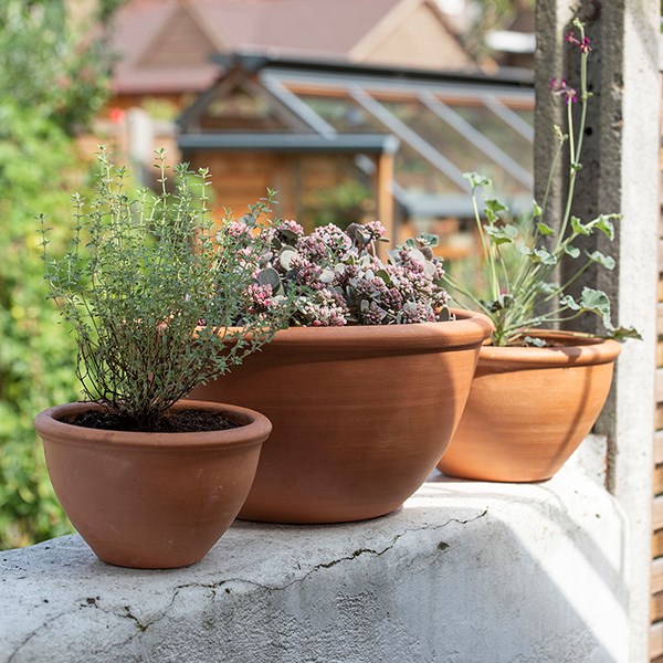 Terracotta plant bowl