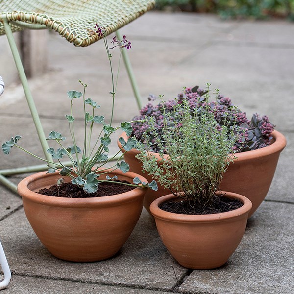 Terracotta plant bowl