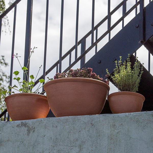 Terracotta plant bowl