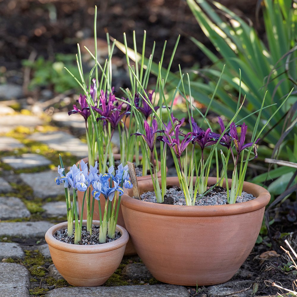 Terracotta plant bowl