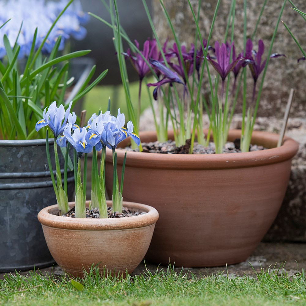 Terracotta plant bowl