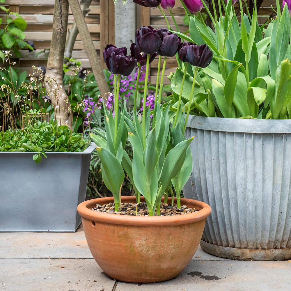 Terracotta plant bowl
