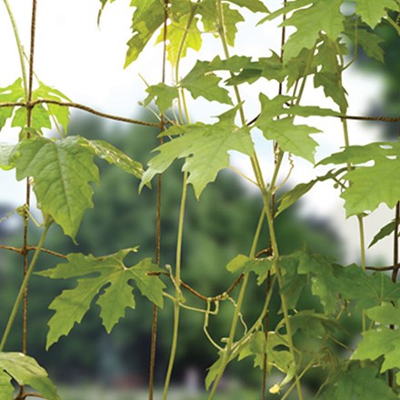 Bean and pea natural netting 1.8m x 1.8m