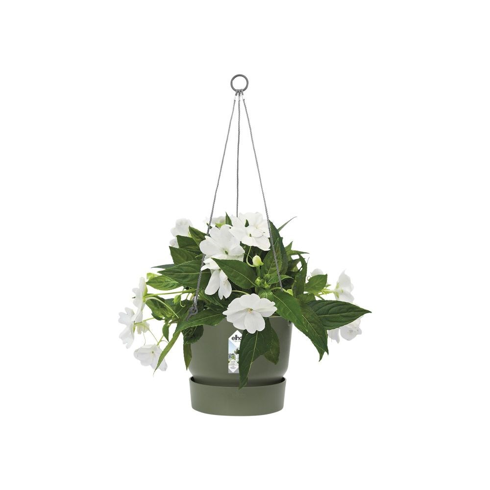 Greenville hanging basket green