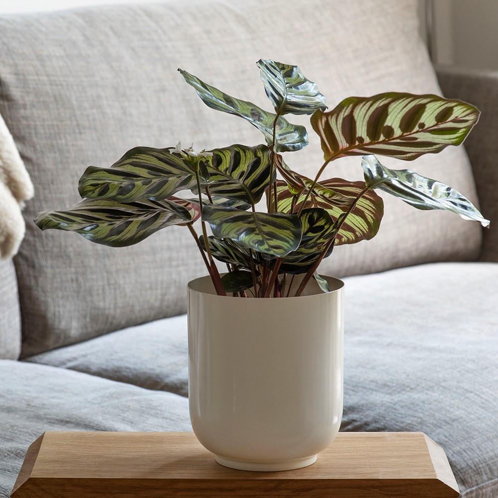 Off white metal pot cover with enamel interior