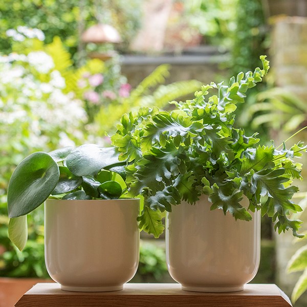 Off white metal pot cover with enamel interior