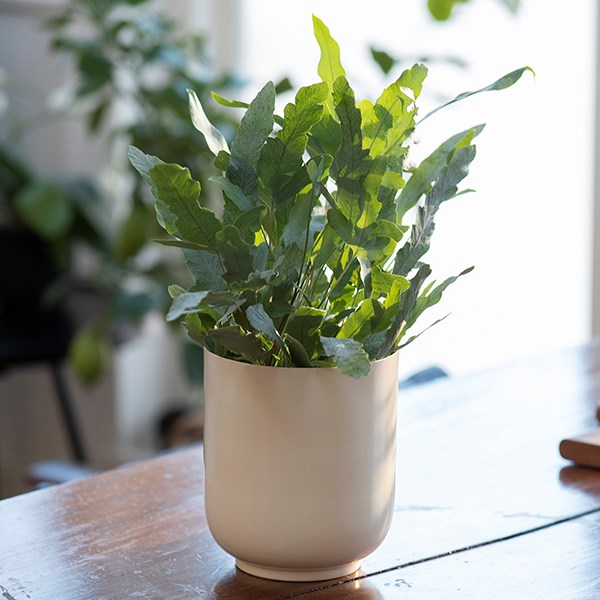 Off white metal pot cover with enamel interior