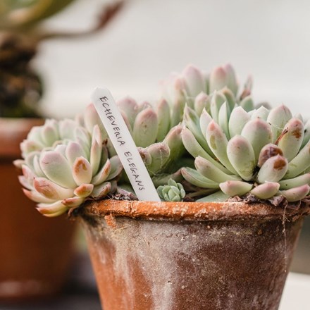 White plant labels - pack of 50