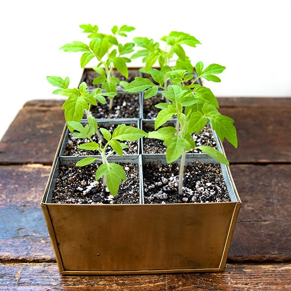 Brass tray with 8 grow pods
