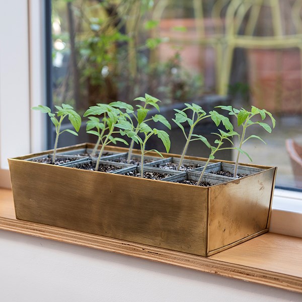 Brass tray with 8 grow pods