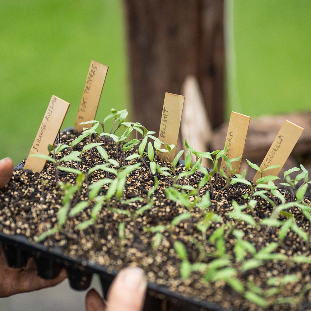 Wooden plant labels - bundle of 25