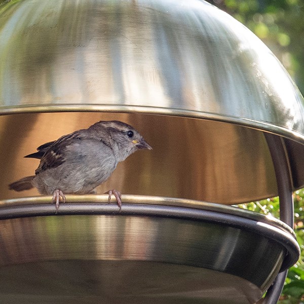 Hanging bird feeding dome - brushed brass