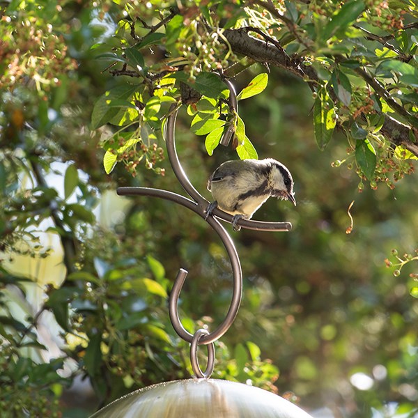 Perch hanging bird hook 